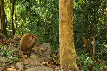 monkeys in the wild