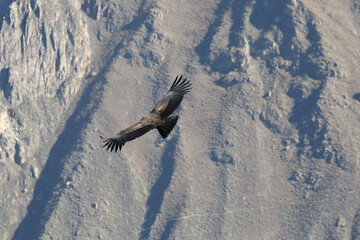 The Flight of the Condor View from Canyon De Colca