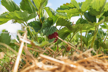 Erdbeerfeld