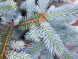 Naklejka na ściany i meble spruce coniferous twigs natural green background