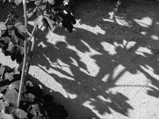 black and white picture with grass reflections on a dirty background,