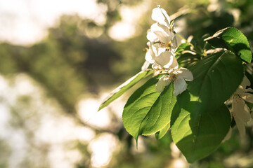 Apple blossom with sunlight, springtime. Copy space
