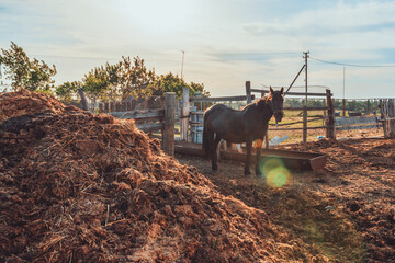 A horse stands in a paddock at sunset against a background of blue sky and sunlight