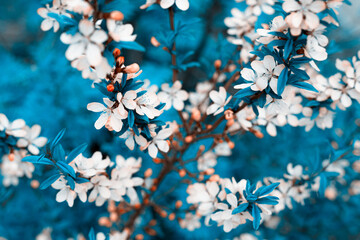 Fresh spring flowers on the branches. Blurred background.