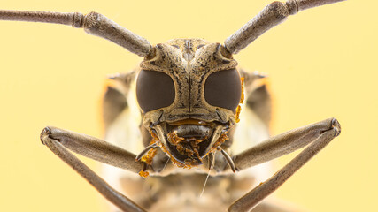Close-up front view of Batocera rufomaculata Longhorn beetle