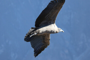 The Flight of the Condor View from Canyon De Colca