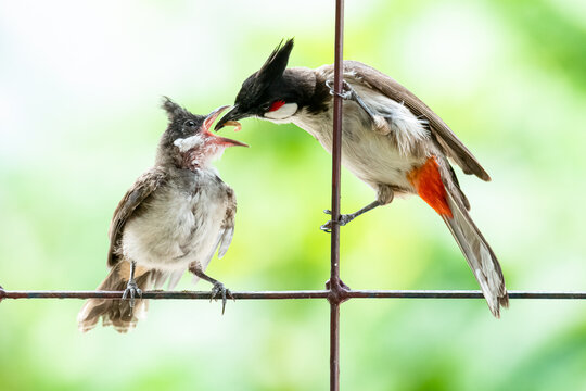 Red-whiskered bulbul feeding her chick on the fence