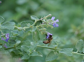 Fototapeta premium Bee sipping honey from underneath a small violet flower in the garden