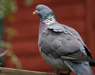 The common wood pigeon is a large species in the dove and pigeon family. It belongs to the genus...
