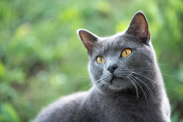 Chartreux cat portrait outdoor on the green background 