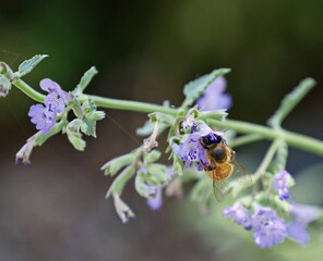 Bee sipping honey small violet flowers, with blurred background