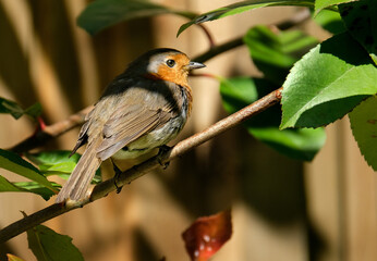 Baby Robin in urban house garden.
