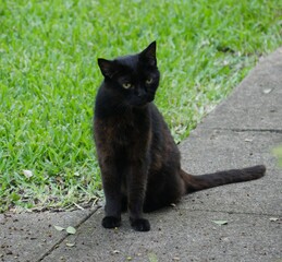 Black cat sitting on a concrete pavement outdoors with green grass behind