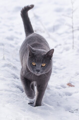 looking, pretty, beautiful, fur, kitty, young, adorable, animal, background, blue, cat, chartreux, cold, cute, domestic, eyes, feline, furry, gray, kitten, mammal, nature, pet, portrait, snow, white, 