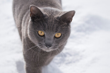 Chartreux cat walking in the winter background