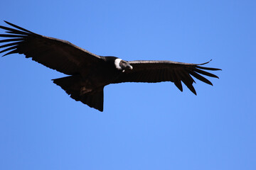 The Flight of the Condor View from Canyon De Colca