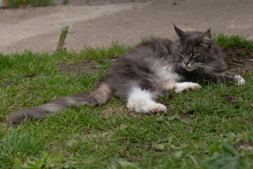 Closed up of domestic adorable black grey Maine Coon kitten, young peaceful cat in sunshine day