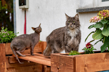 Closed up of domestic adorable black grey Maine Coon kitten, young peaceful cat in sunshine day