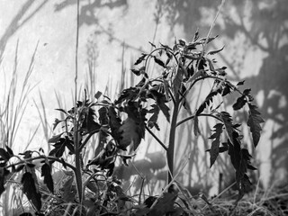 black and white picture with tomato seedlings in a greenhouse and various shade, suitable for background