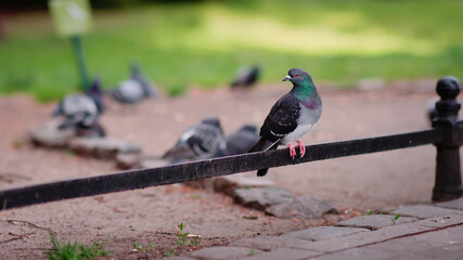 In the afternoon in the park