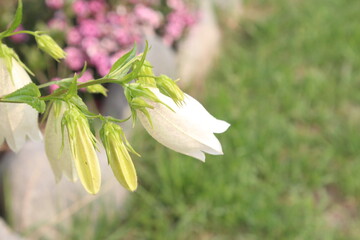 Obraz premium 마당에 핀 이름 모를 꽃