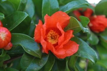 마당에 핀 이름 모를 꽃