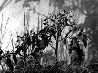 black and white picture with tomato seedlings in a greenhouse and various shade, suitable for background