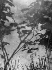 black and white picture with grass reflections on a dirty background,