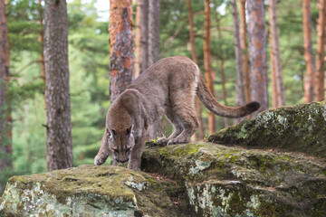 Cougar (Puma concolor), also commonly known as the mountain lion, puma, panther, or catamount. is...