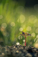 tiny germinating plant resembling a large tree.