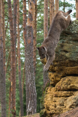Cougar (Puma concolor), also commonly known as the mountain lion, puma, panther, or catamount. is the greatest of any large wild terrestrial mammal in the western hemisphere.