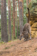 Cougar (Puma concolor), also commonly known as the mountain lion, puma, panther, or catamount. is the greatest of any large wild terrestrial mammal in the western hemisphere.
