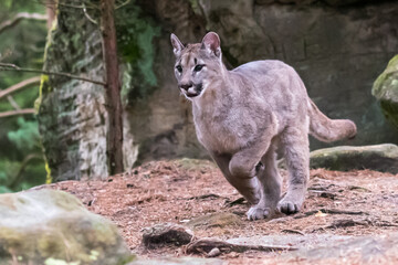 Cougar (Puma concolor), also commonly known as the mountain lion, puma, panther, or catamount. is the greatest of any large wild terrestrial mammal in the western hemisphere.