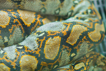 Close view of the Python skin. in thailand