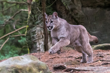 Cougar (Puma concolor), also commonly known as the mountain lion, puma, panther, or catamount. is the greatest of any large wild terrestrial mammal in the western hemisphere.