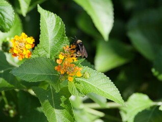 Bumblebee sucking nectar off small yellow flowers with blurred leaves in the background