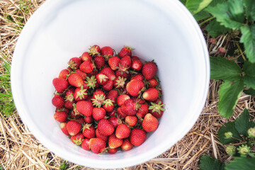 Erdbeeren im Eimer