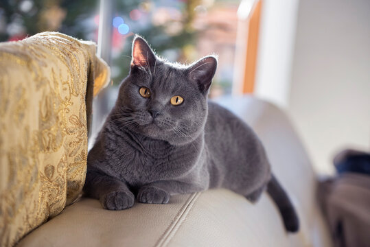 Female Chartreux cat on the blurred background 
