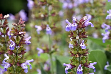 Nahaufnahme von blauen Salbeiblüten