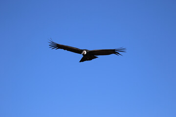 Fototapeta na wymiar The Flight of the Condor View from Canyon De Colca