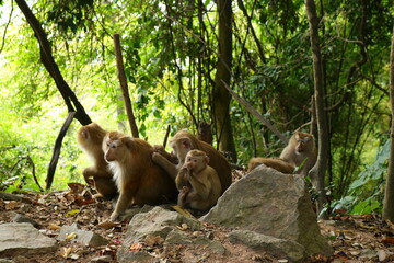 monkeys in the wild