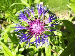purple flower in the garden - Lilleaker 