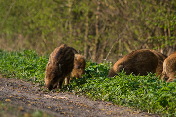wild boar in the grass