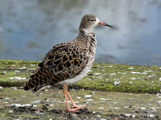 Ruff stood on the shoreline