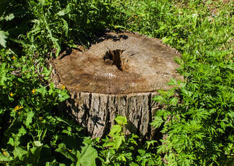 Rotting stump of a sawn tree surrounded by green plants