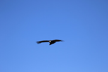 The Flight of the Condor View from Canyon De Colca