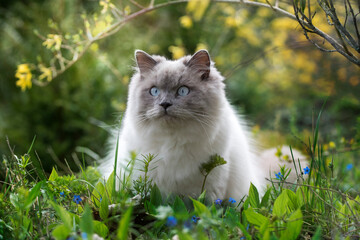 Ragdoll cat, adorable, animal, background, beautiful, cat, cute, domestic, eyes, face, feline, fur,...