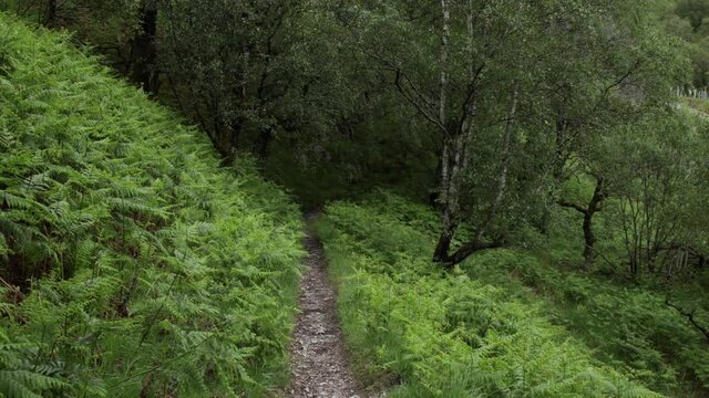 footage of a hiking trail in the woods near kinlochleven in the argyll region of the highlands of scotland near glencoe and fort william on the west highland way long distance hiking trail