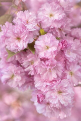 Close up of pink Sakura blossoming