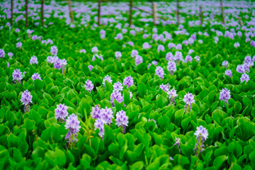 Water Hyacinth